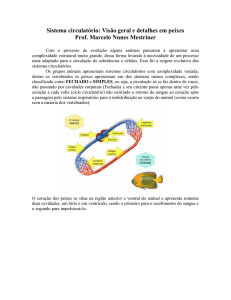 Sistema circulatório: Visão geral e detalhes em peixes Prof. Marcelo