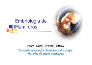 Embriologia de Mamíferos