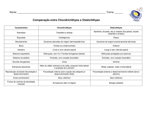 Comparação entre Chondrichthyes e Osteichthyes