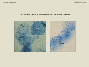 Células do epitélio bucal coradas pela solução de Loffler