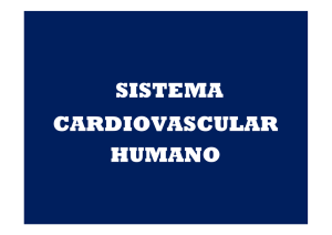 sistema cardiovascular humano - SEED
