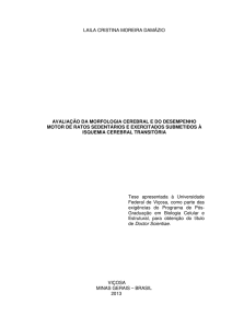 AVALIA&Ccedil;&Atilde;O DA MORFOLOGIA CEREBRAL E DO DESEMPENHO