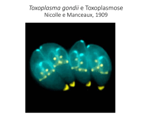Toxoplasma gondii e Toxoplasmose