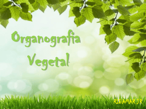 Organografia vegetal