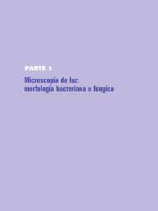 Microscopia de luz: morfologia bacteriana e fúngica