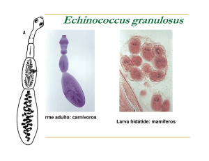 Echinococcus granulosus