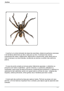 A aranha é um animal articulado da classe dos aracnídeos, dotado