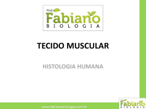 histologia - tecido muscular