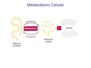 7-Metabolismo Celular