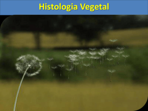 Histologia Vegetal - colégio machado de assis