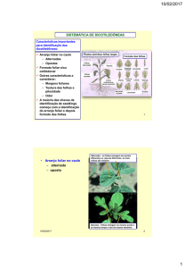 SISTEMÁTICA DE DICOTILEDÔNEAS • Arranjo foliar no caule