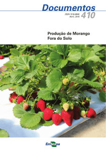 Produção de Morango Fora do Solo - Ainfo