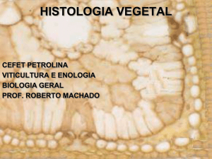 histologia vegetal - Colégio Dom Bosco – Petrolina