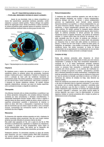 Caracteristicas do seres vivos