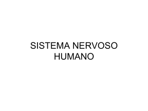 sistema nervoso humano