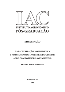 Caracterização morfológica e propagação de Citrus sp e de