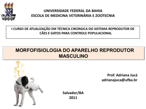 morfofisiologia do aparelho reprodutor masculino