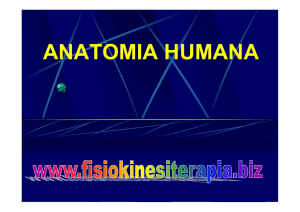 anatomia humana - Fisiokinesiterapia