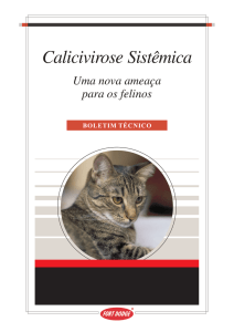 Calicivirose Sistêmica