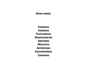 REINO ANIMAL PORÍFEROS CNIDÁRIOS PLATELMINTOS