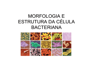 MORFOLOGIA E ESTRUTURA DA CÉLULA BACTERIANA Aula I