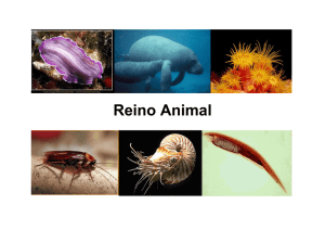 Reino Animal - Biologia ONGEP