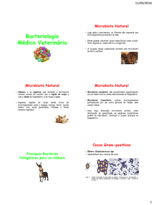 Bacteriologia Médica Veterinária