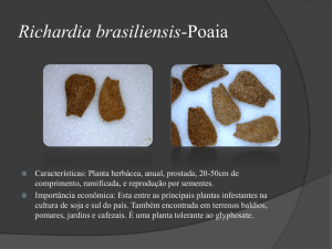 Richardia brasiliensis-Poaia