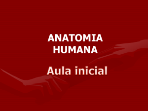 Anatomia Humana