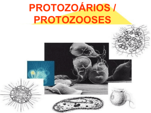 protozoários e protozooses