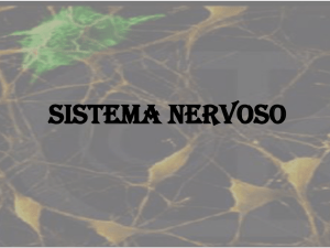 o sistema nervoso central
