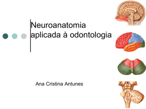 Neuroanatomia aplicada á odontologia1.1