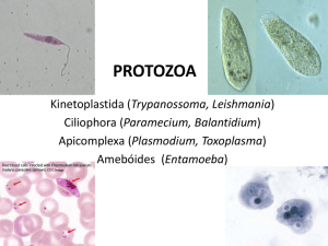 Protozoa morfologia geral