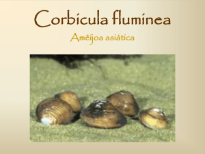 Corbicula fluminea