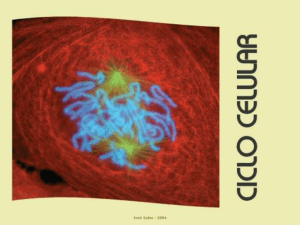 Meiose: Prófase I