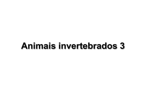 Animais invertebrados 3