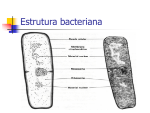 Estrutura bacteriana