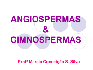 angiosperma e gimnospermas