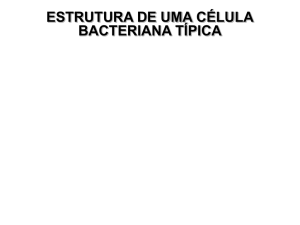 Visualização das Bactérias