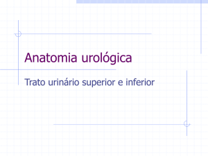 Anatomia urinaria