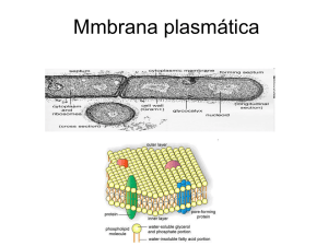 Membrana plasmática