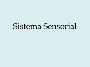 aula-sistema-sensorial