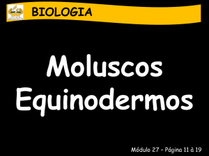 BIOLOGIA Moluscos Equinodermos