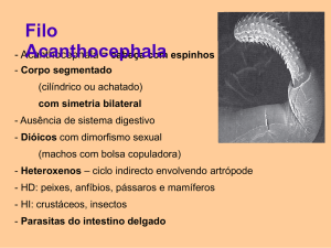 Parasitas do intestino delgado Filo Acanthocephala