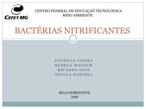 bactérias nitrificantes