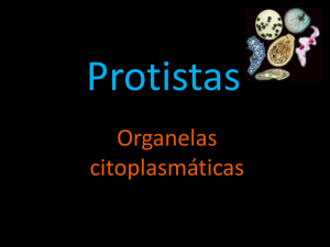 Protistas