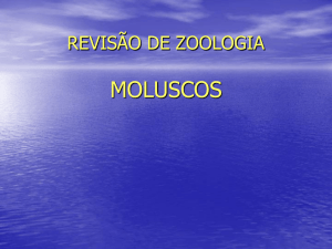 REVISÃO DE ZOOLOGIA.moluscos