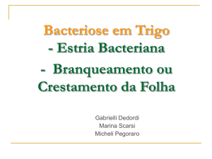 Bacteriose em Trigo
