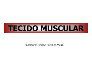 tecido muscular - CCS-UFPB