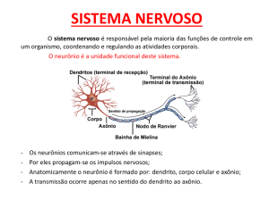 sistema nervoso - Colégio Helena Bicalho